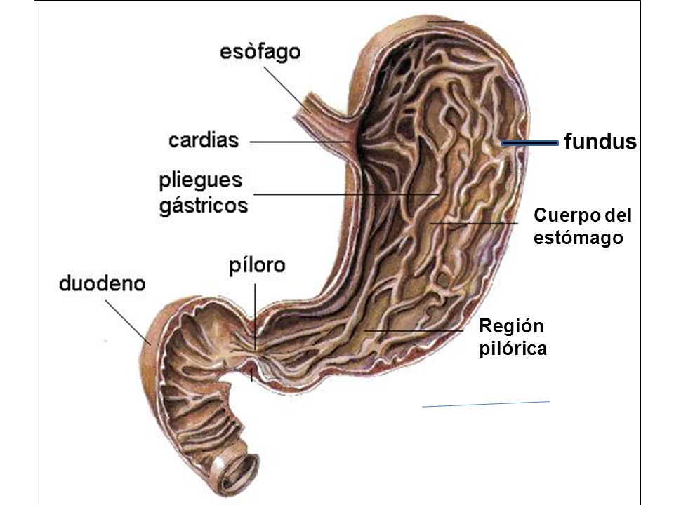 fundus Cuerpo del estómago Región pilórica