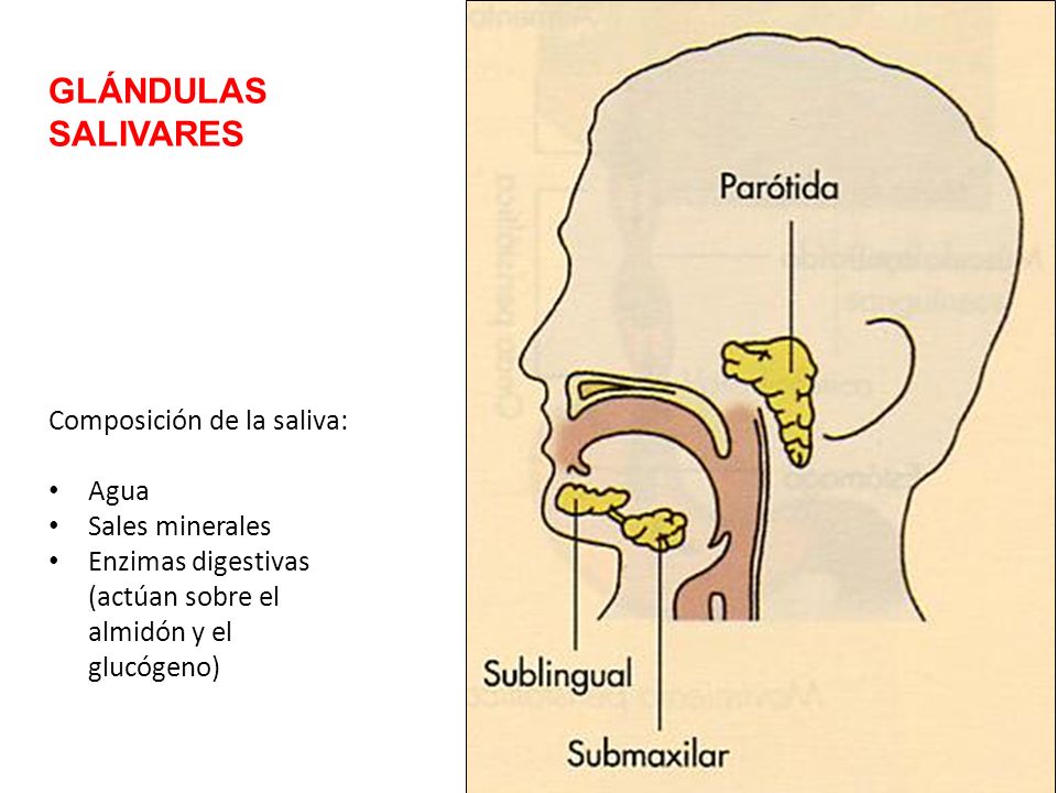 GLÁNDULAS SALIVARES Composición de la saliva: Agua Sales minerales