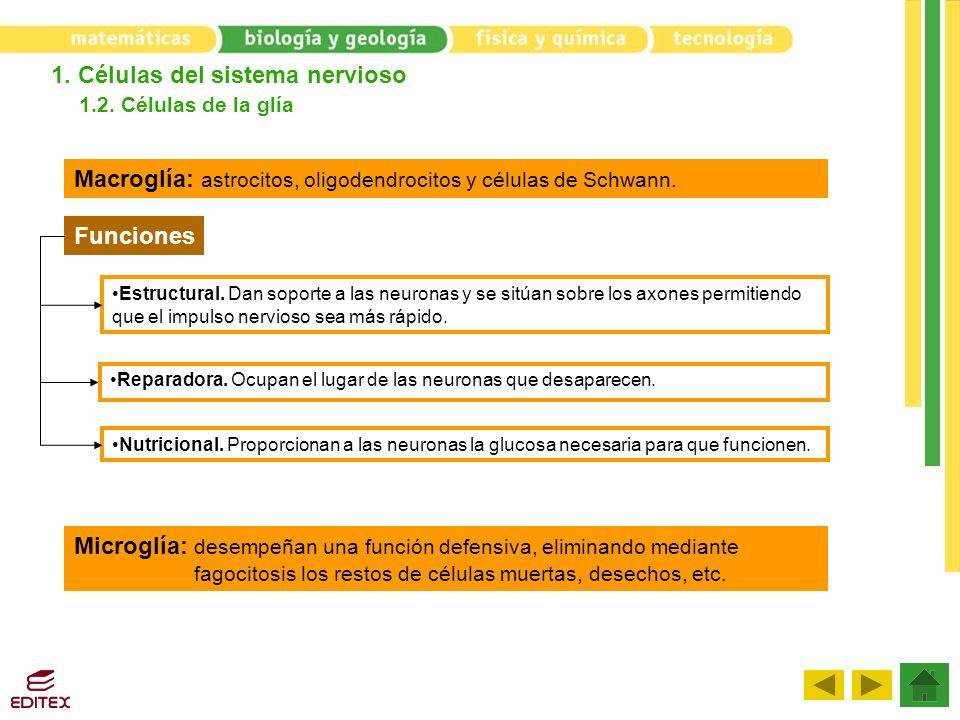 1. Células del sistema nervioso 1.2. Células de la glía