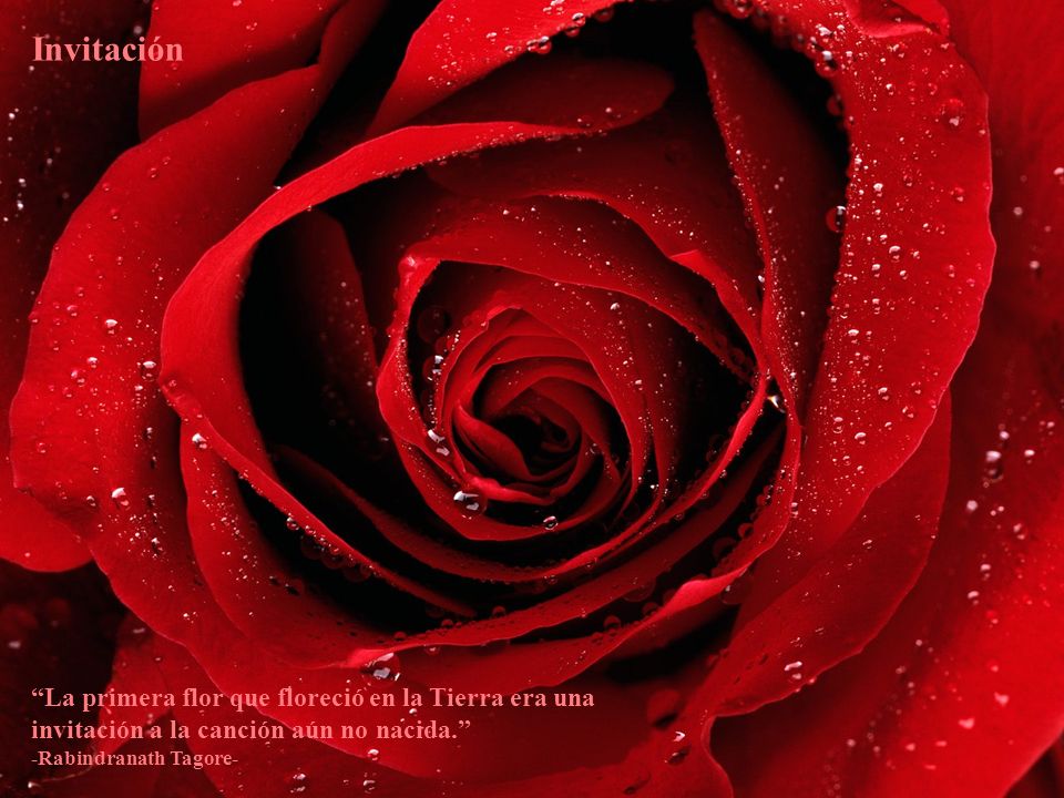 Invitación La primera flor que floreció en la Tierra era una invitación a la canción aún no nacida. -Rabindranath Tagore-