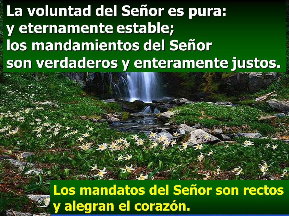 La voluntad del Señor es pura: y eternamente estable; los mandamientos del Señor son verdaderos y enteramente justos.