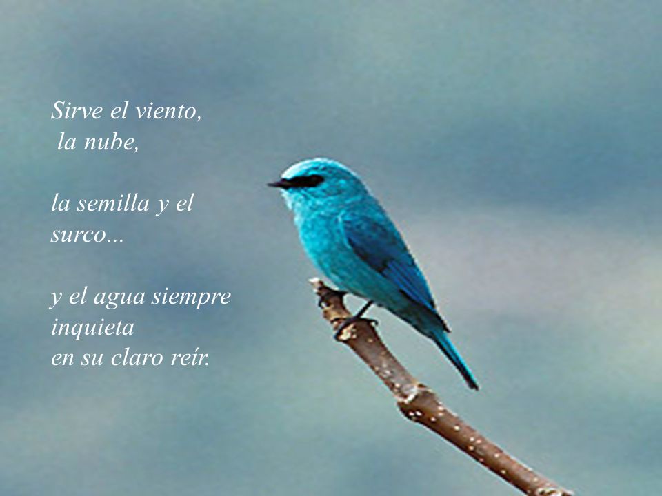 Sirve el viento, la nube, la semilla y el surco... y el agua siempre inquieta en su claro reír.