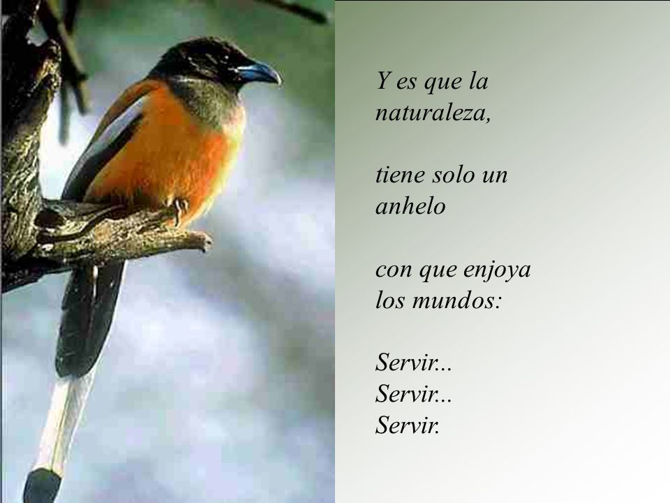 Y es que la naturaleza, tiene solo un anhelo con que enjoya los mundos: Servir... Servir.