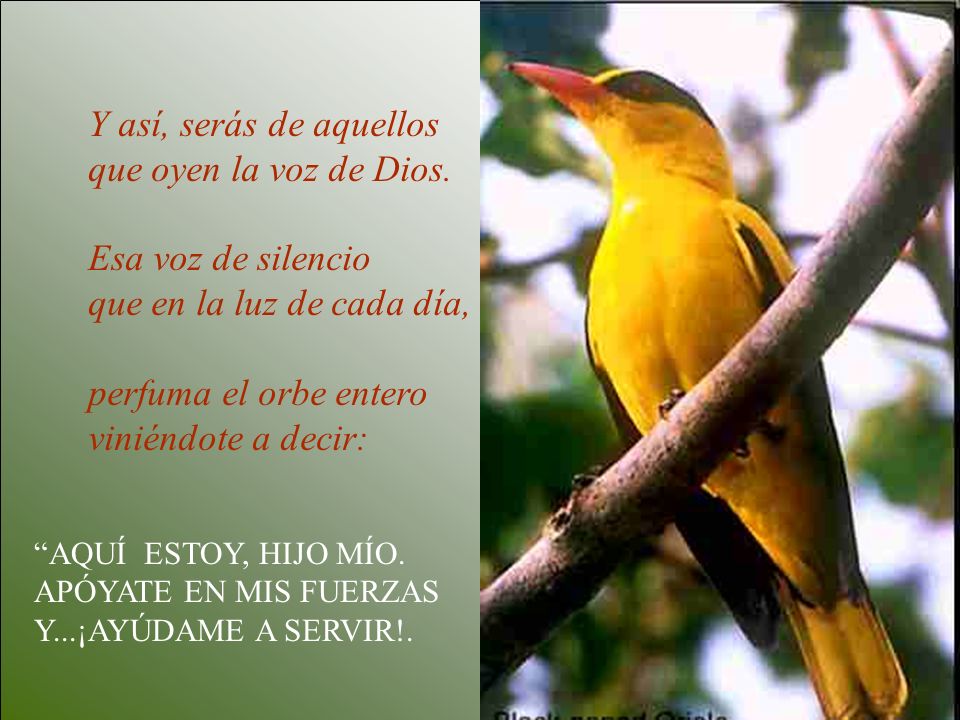 Y así, serás de aquellos que oyen la voz de Dios. Esa voz de silencio