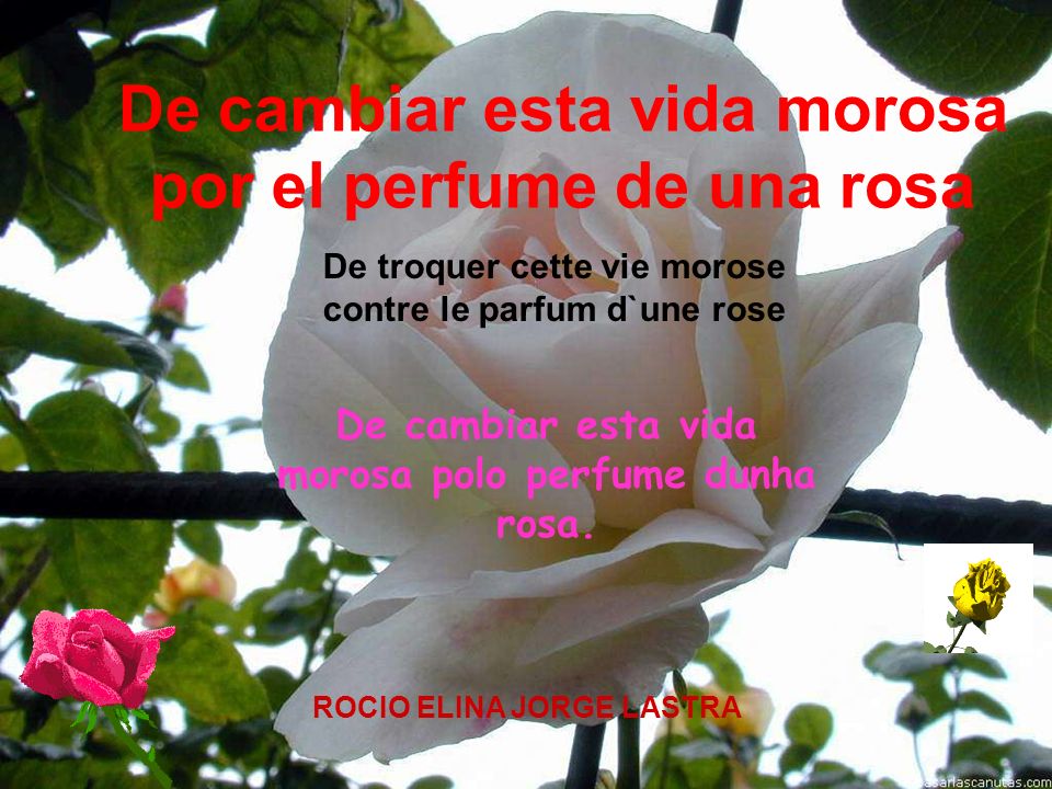 De troquer cette vie morose contre le parfum d`une rose