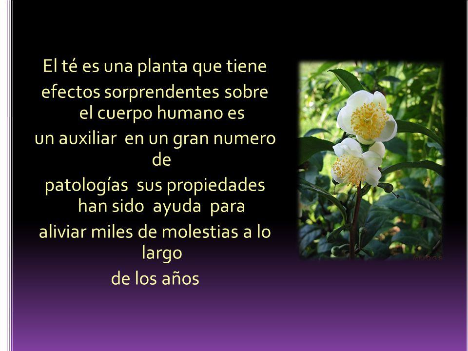 El té es una planta que tiene efectos sorprendentes sobre el cuerpo humano es un auxiliar en un gran numero de patologías sus propiedades han sido ayuda para aliviar miles de molestias a lo largo de los años