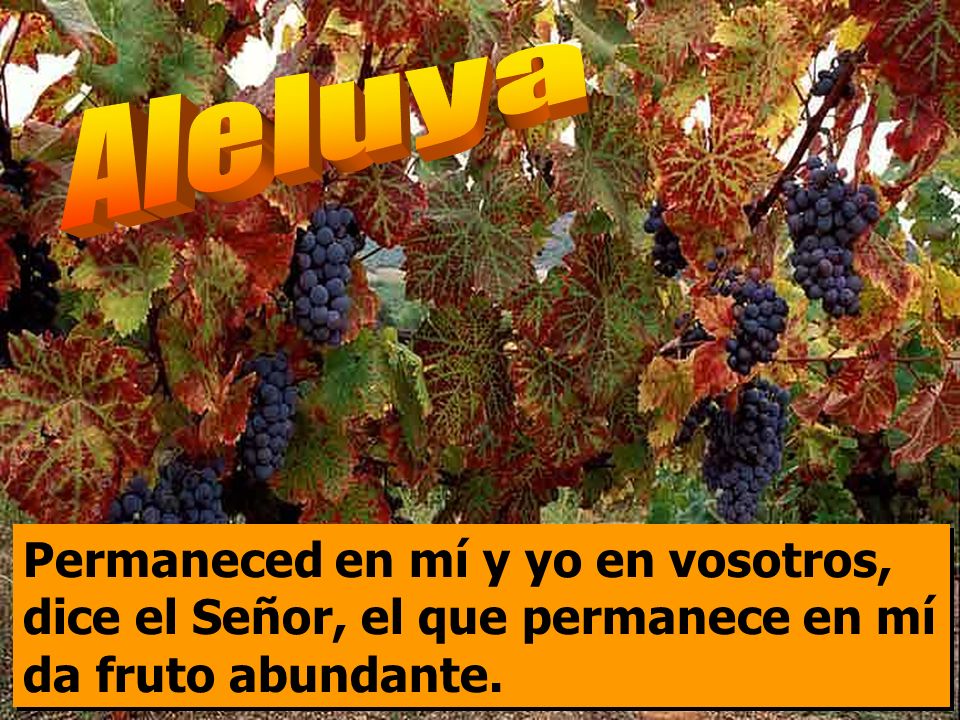 Aleluya Permaneced en mí y yo en vosotros, dice el Señor, el que permanece en mí da fruto abundante.