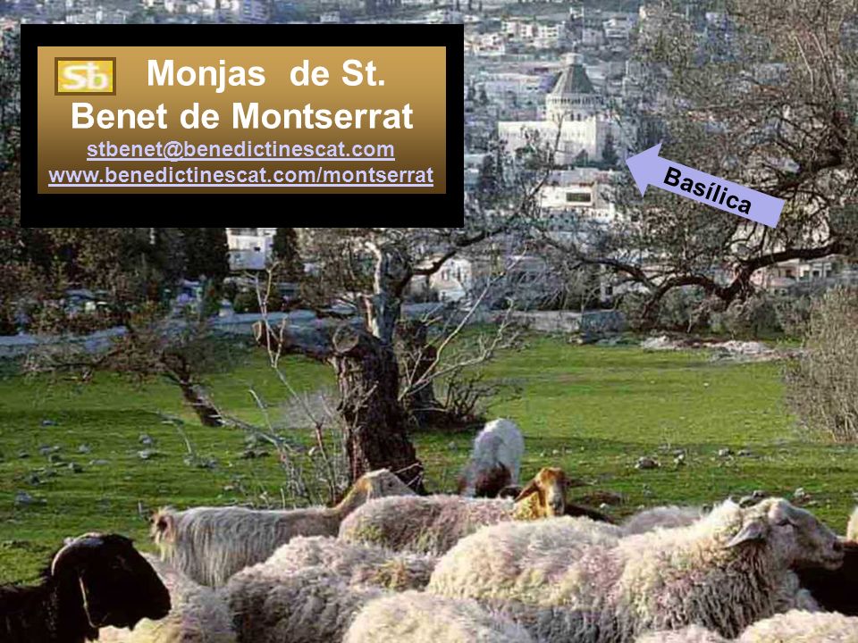 Monjas de St. Benet de Montserrat com www