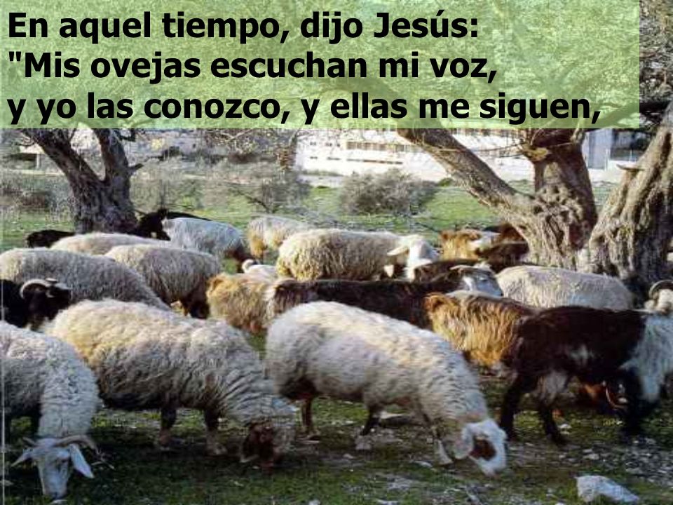 En aquel tiempo, dijo Jesús: Mis ovejas escuchan mi voz, y yo las conozco, y ellas me siguen,