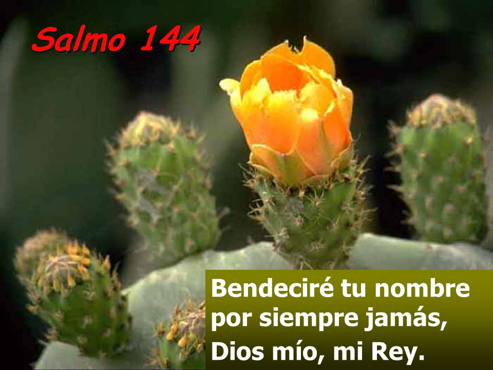 Salmo 144 Bendeciré tu nombre por siempre jamás, Dios mío, mi Rey.
