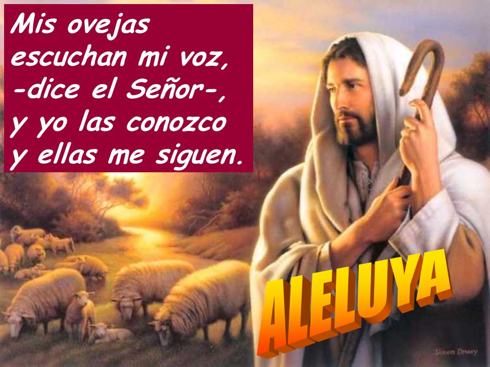 Mis ovejas escuchan mi voz, -dice el Señor-, y yo las conozco y ellas me siguen.