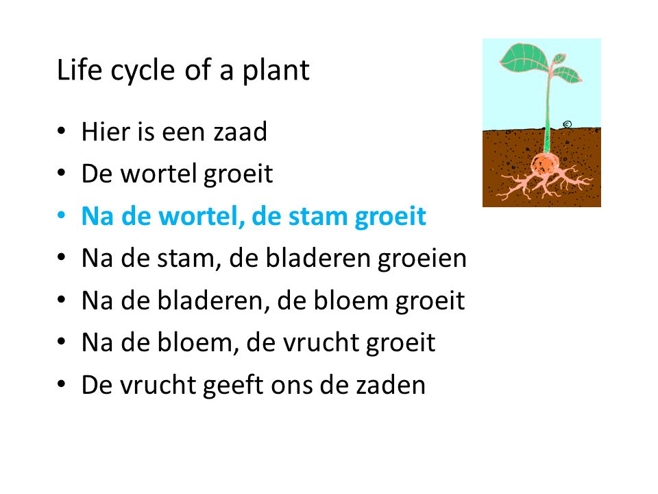 Life cycle of a plant Hier is een zaad De wortel groeit
