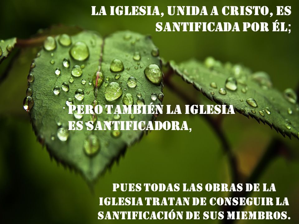 La Iglesia, unida a Cristo, es santificada por Él;