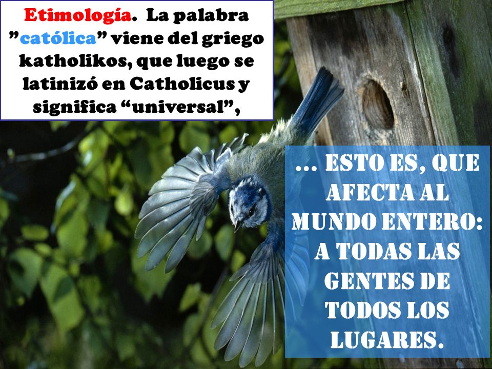 Etimología. La palabra católica viene del griego katholikos, que luego se latinizó en Catholicus y significa universal ,