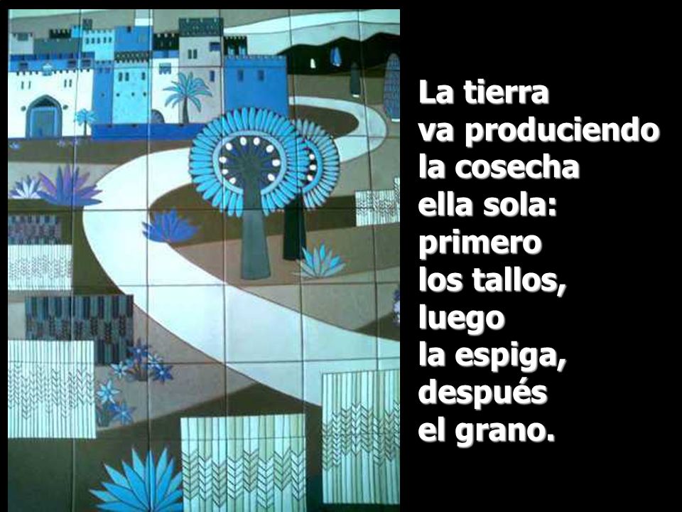 La tierra va produciendo la cosecha ella sola: primero los tallos, luego la espiga, después el grano.