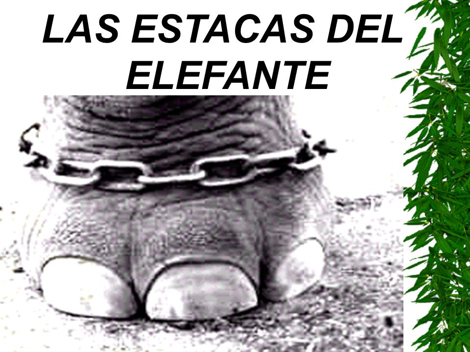 LAS ESTACAS DEL ELEFANTE
