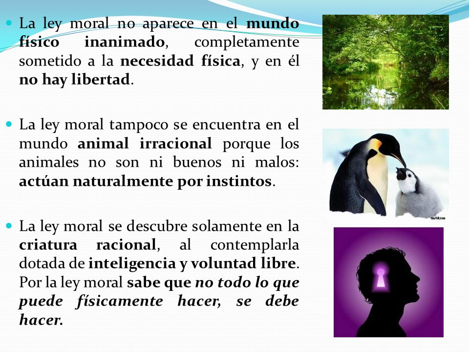 La ley moral no aparece en el mundo físico inanimado, completamente sometido a la necesidad física, y en él no hay libertad.