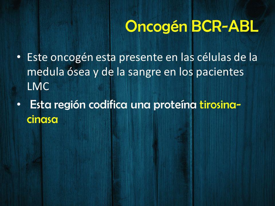 Oncogén BCR-ABL Este oncogén esta presente en las células de la medula ósea y de la sangre en los pacientes LMC.