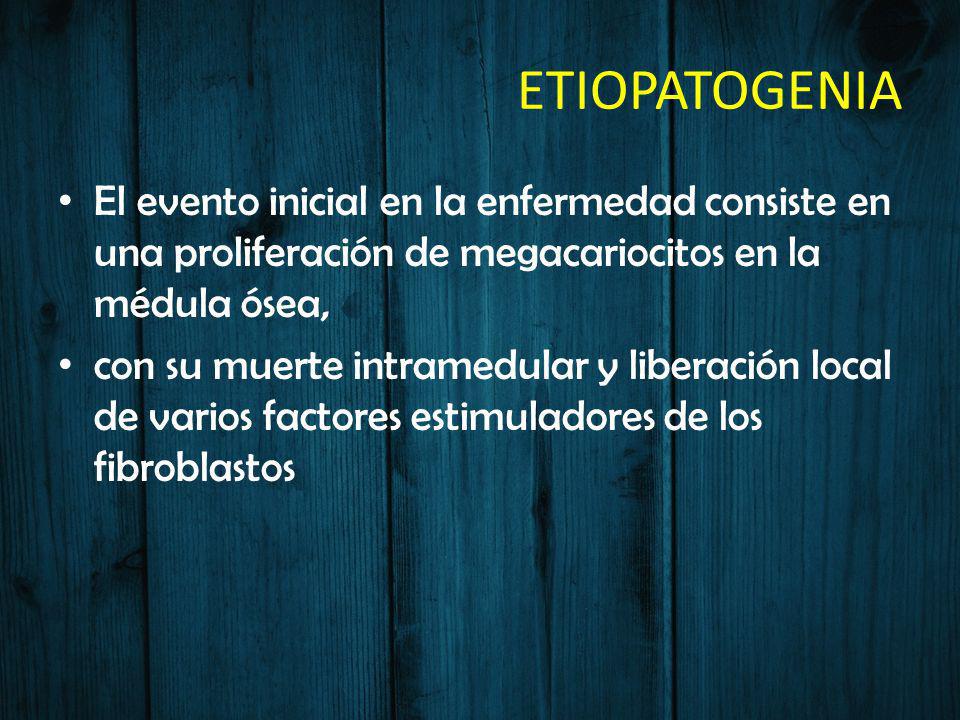 ETIOPATOGENIA El evento inicial en la enfermedad consiste en una proliferación de megacariocitos en la médula ósea,