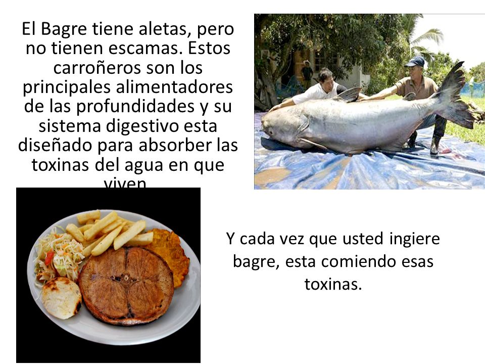 Y cada vez que usted ingiere bagre, esta comiendo esas toxinas.
