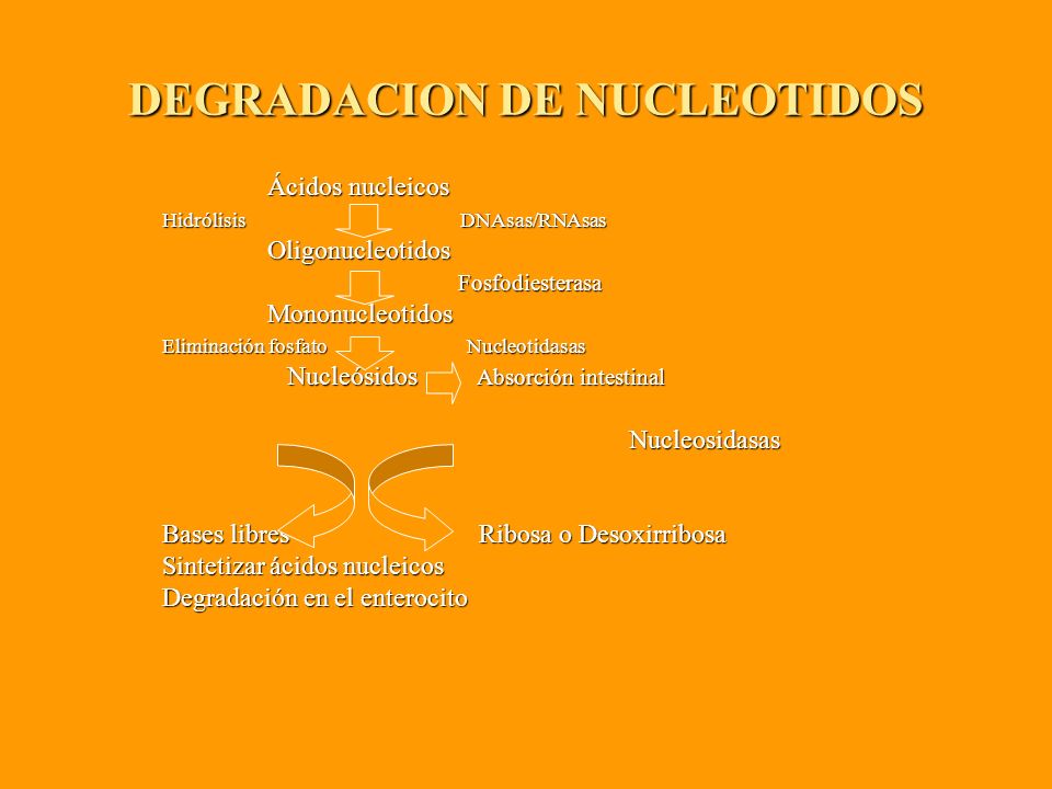DEGRADACION DE NUCLEOTIDOS