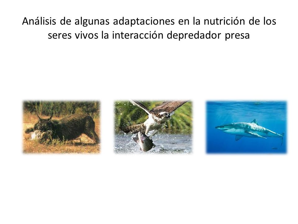 Análisis de algunas adaptaciones en la nutrición de los seres vivos la interacción depredador presa