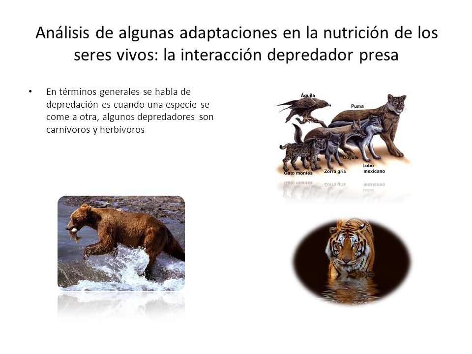 Análisis de algunas adaptaciones en la nutrición de los seres vivos: la interacción depredador presa