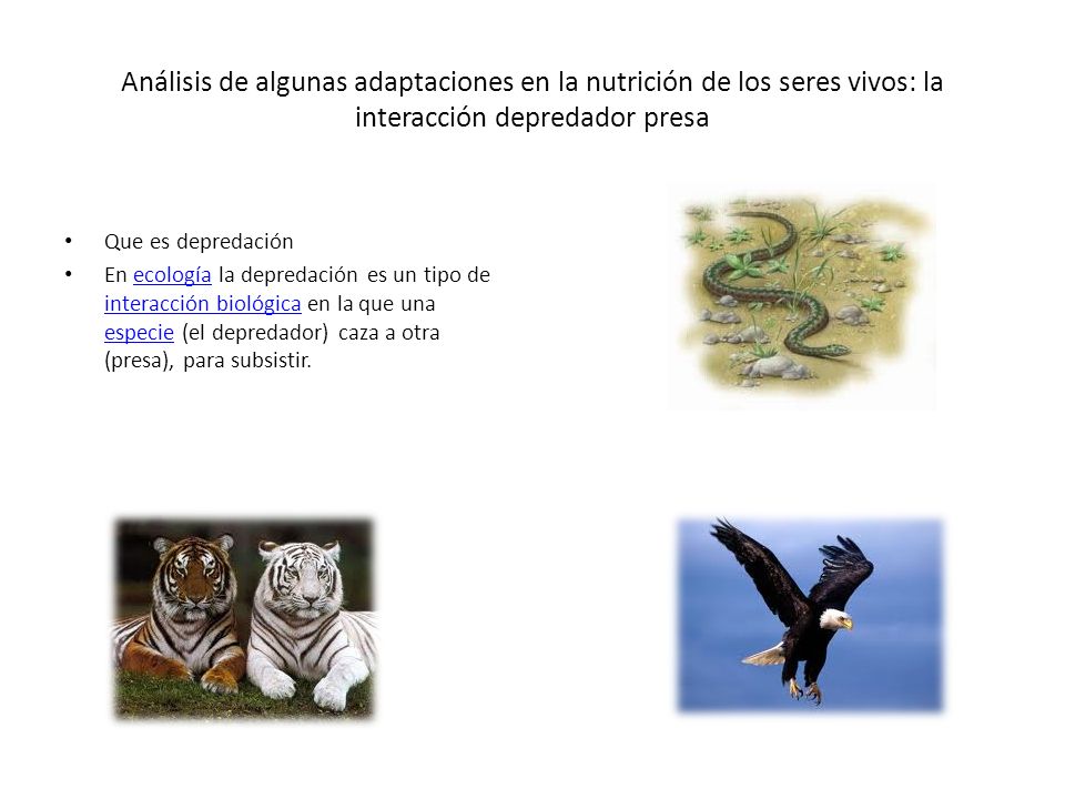 Análisis de algunas adaptaciones en la nutrición de los seres vivos: la interacción depredador presa