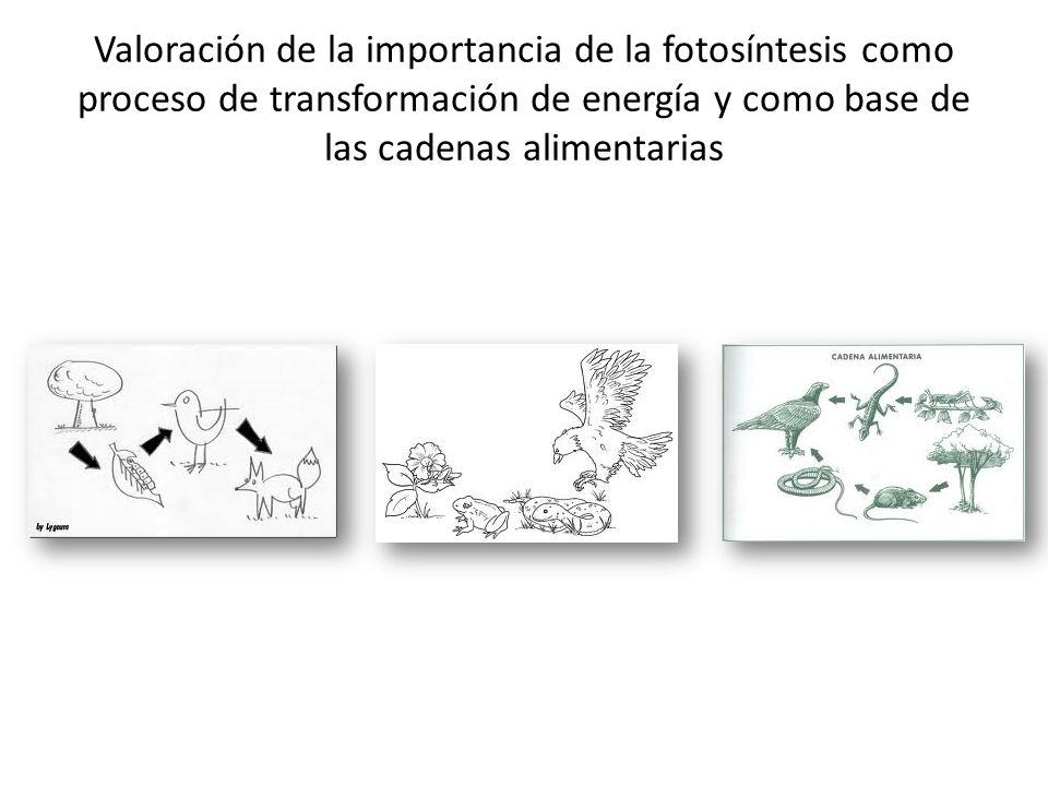 Valoración de la importancia de la fotosíntesis como proceso de transformación de energía y como base de las cadenas alimentarias