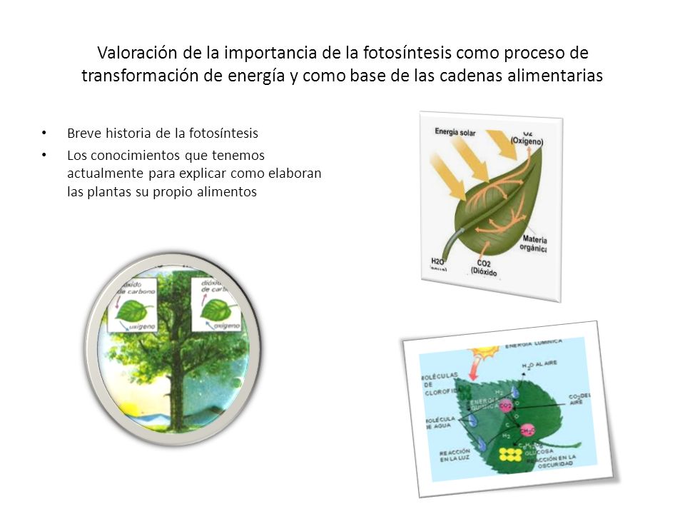 Valoración de la importancia de la fotosíntesis como proceso de transformación de energía y como base de las cadenas alimentarias