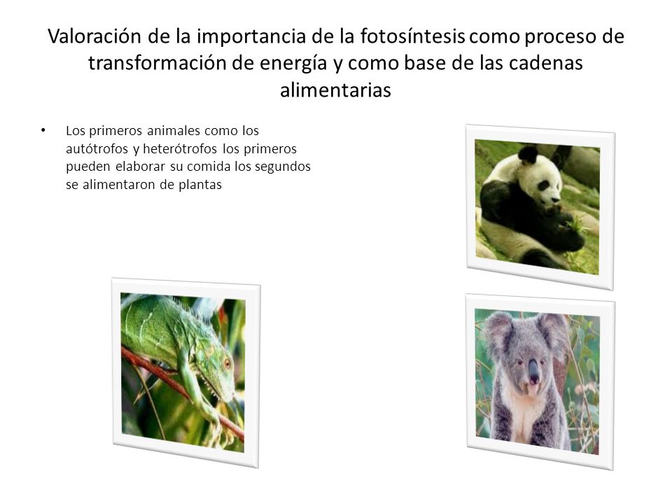 Valoración de la importancia de la fotosíntesis como proceso de transformación de energía y como base de las cadenas alimentarias