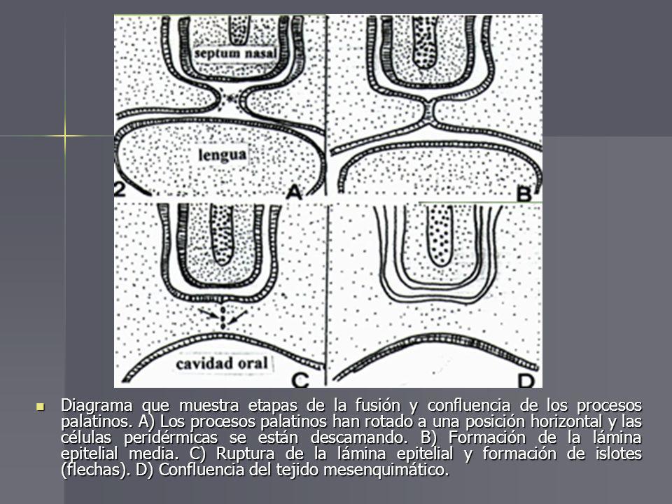 Diagrama que muestra etapas de la fusión y confluencia de los procesos palatinos.