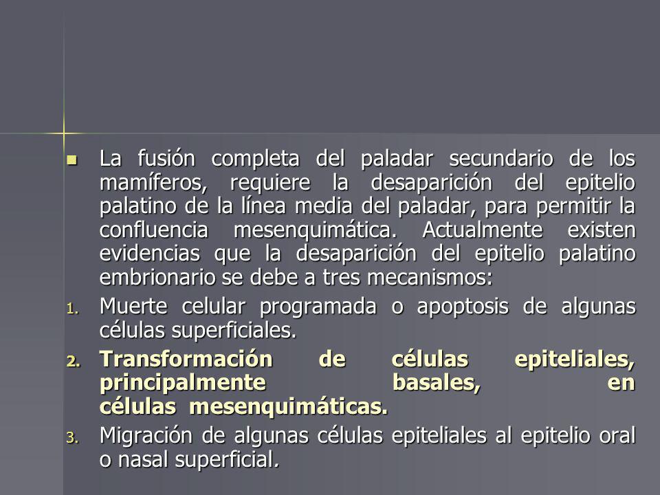 La fusión completa del paladar secundario de los mamíferos, requiere la desaparición del epitelio palatino de la línea media del paladar, para permitir la confluencia mesenquimática. Actualmente existen evidencias que la desaparición del epitelio palatino embrionario se debe a tres mecanismos: