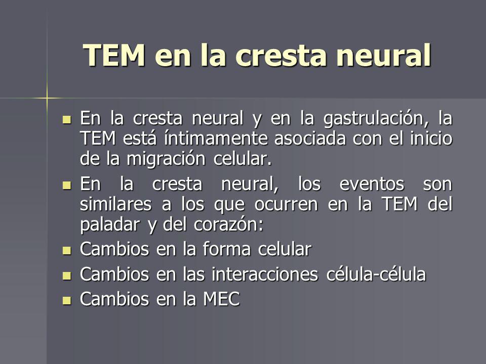 TEM en la cresta neural En la cresta neural y en la gastrulación, la TEM está íntimamente asociada con el inicio de la migración celular.