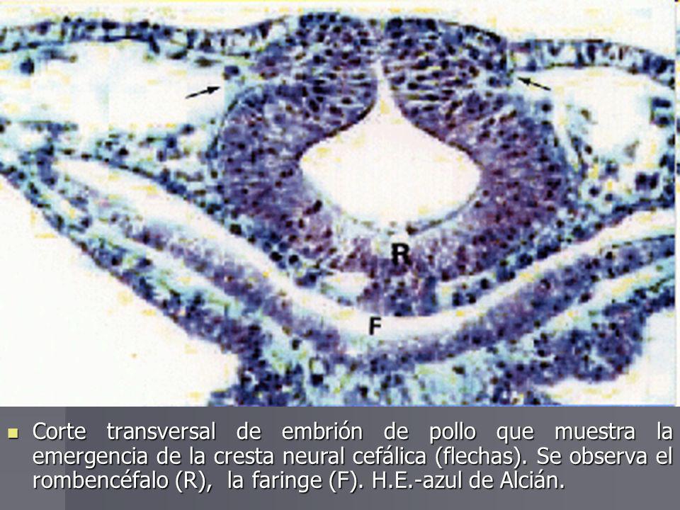 Corte transversal de embrión de pollo que muestra la emergencia de la cresta neural cefálica (flechas).