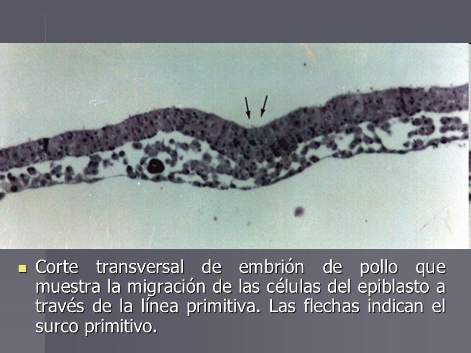 Corte transversal de embrión de pollo que muestra la migración de las células del epiblasto a través de la línea primitiva.