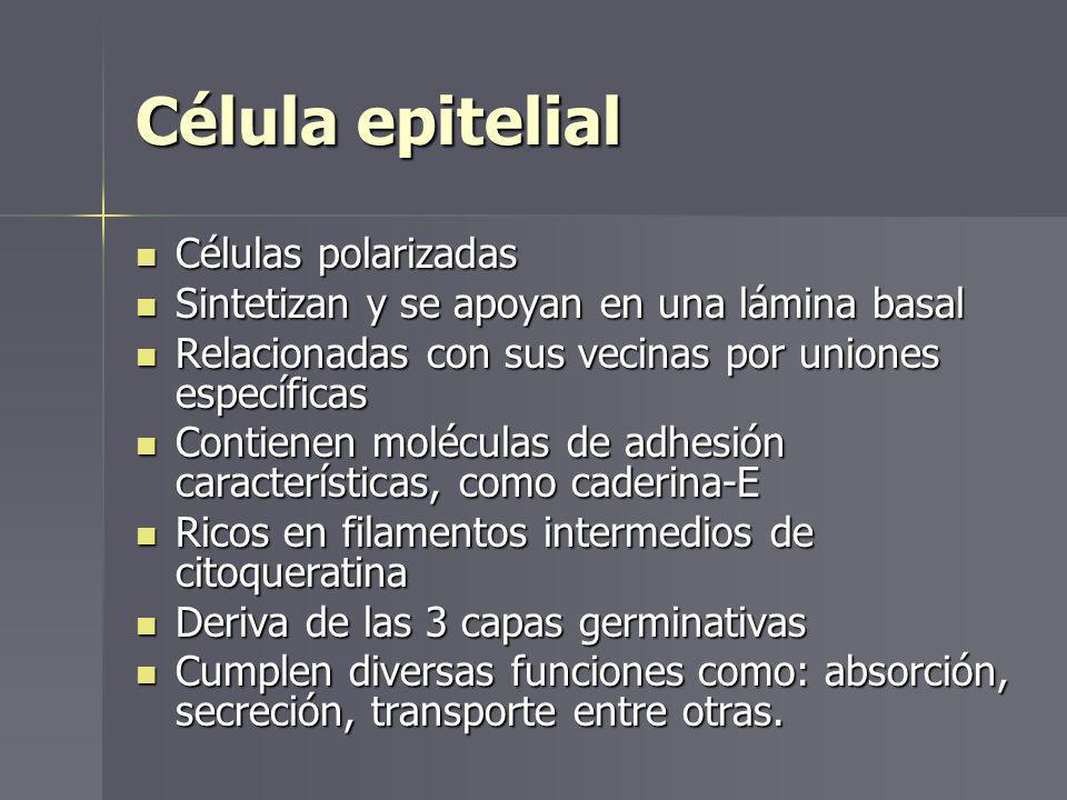 Célula epitelial Células polarizadas