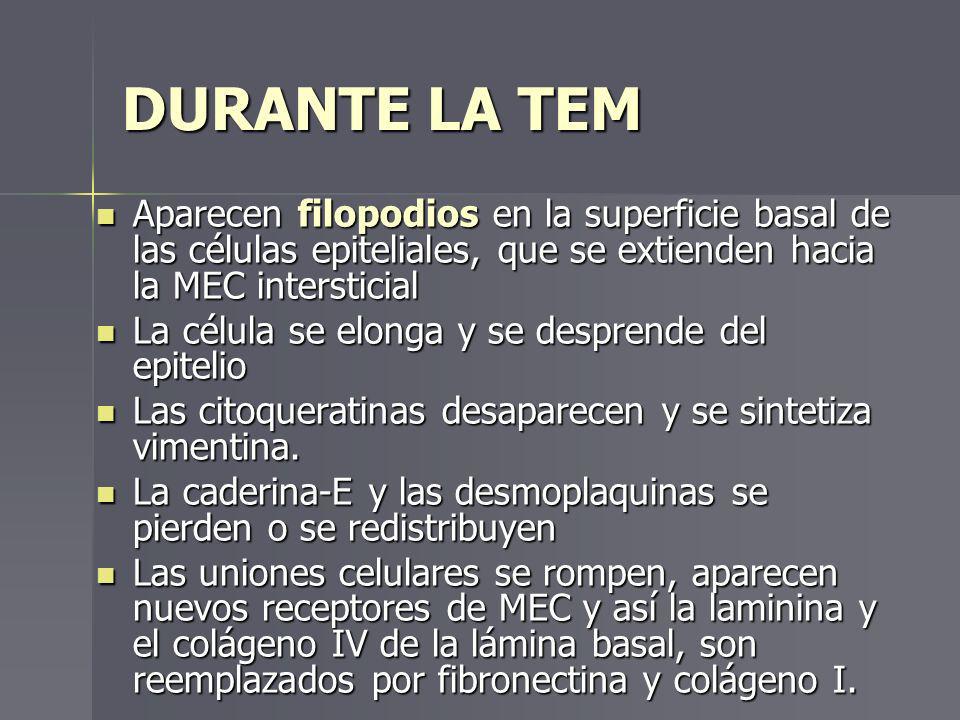 DURANTE LA TEM Aparecen filopodios en la superficie basal de las células epiteliales, que se extienden hacia la MEC intersticial.