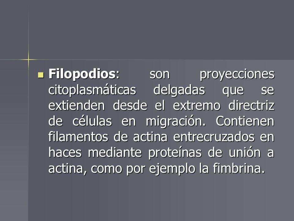 Filopodios: son proyecciones citoplasmáticas delgadas que se extienden desde el extremo directriz de células en migración.