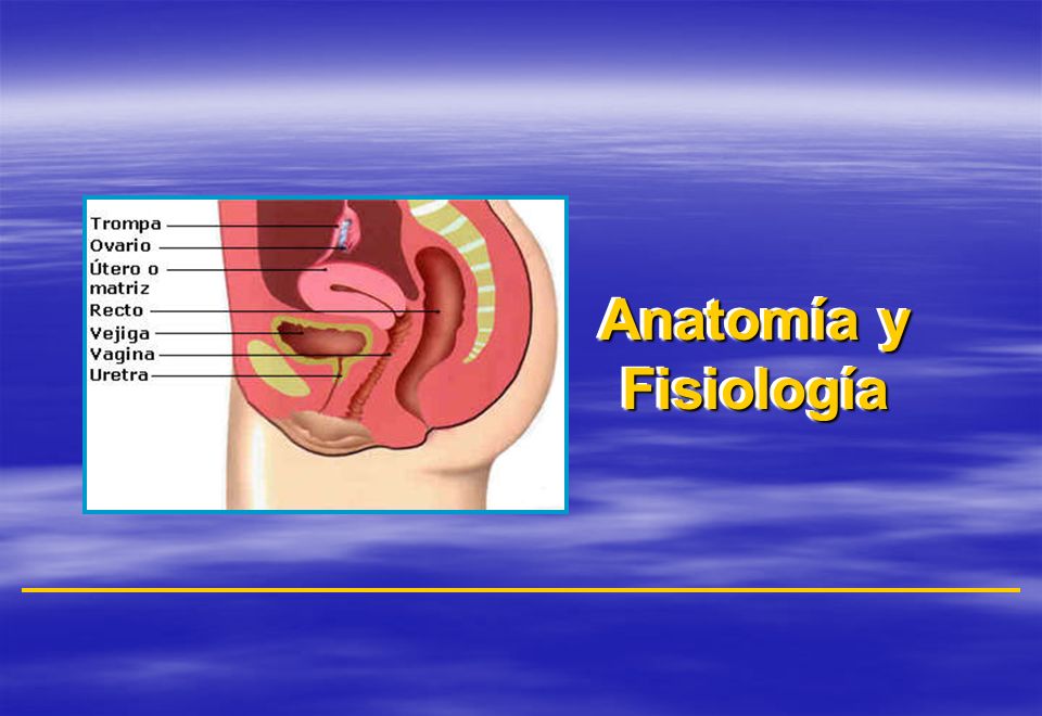 Anatomía y Fisiología