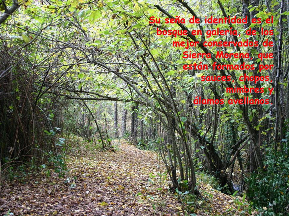 Su seña de identidad es el bosque en galería, de los mejor conservados de