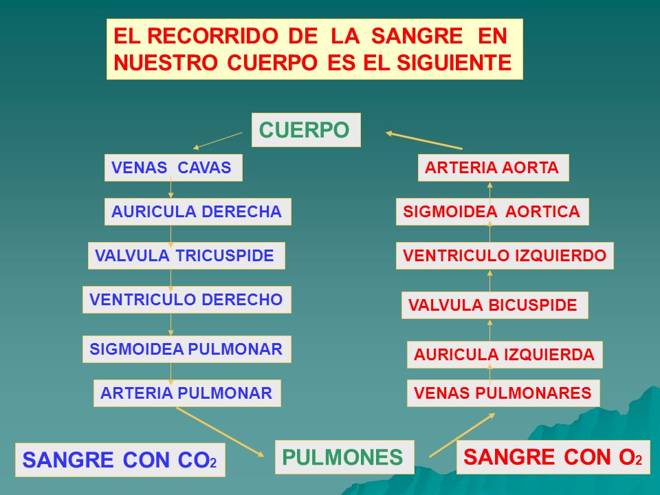 EL RECORRIDO DE LA SANGRE EN NUESTRO CUERPO ES EL SIGUIENTE