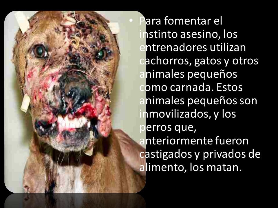 Para fomentar el instinto asesino, los entrenadores utilizan cachorros, gatos y otros animales pequeños como carnada.