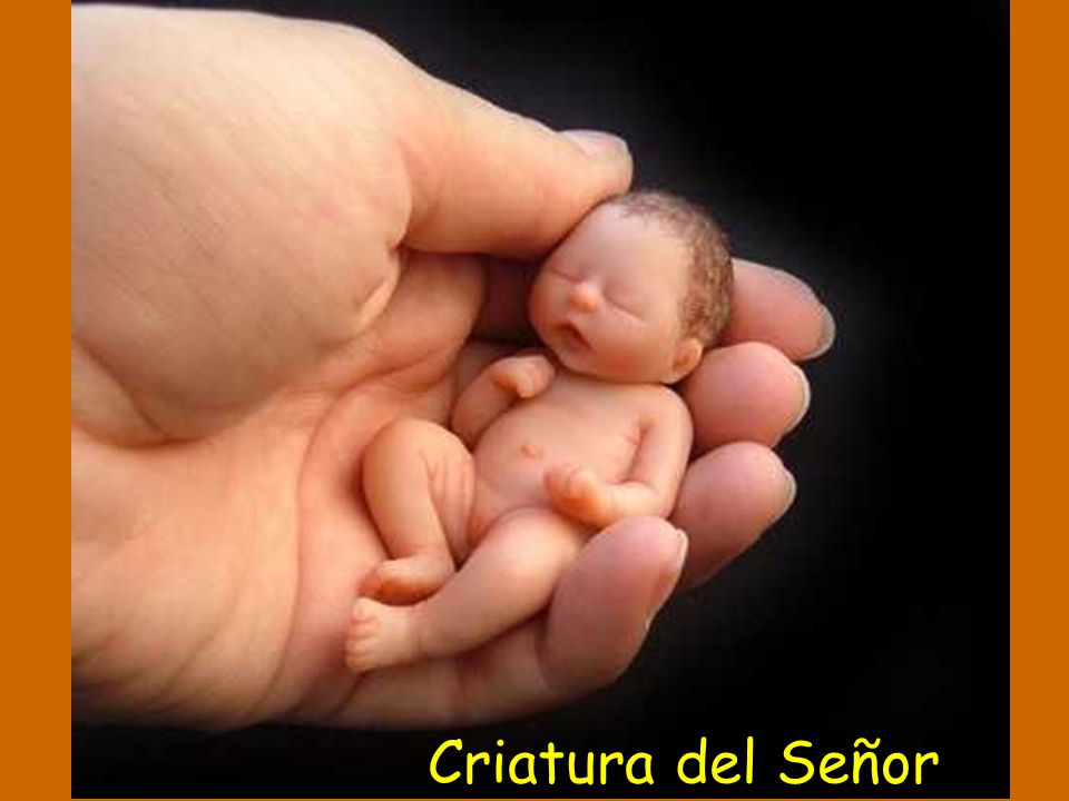 Criatura del Señor