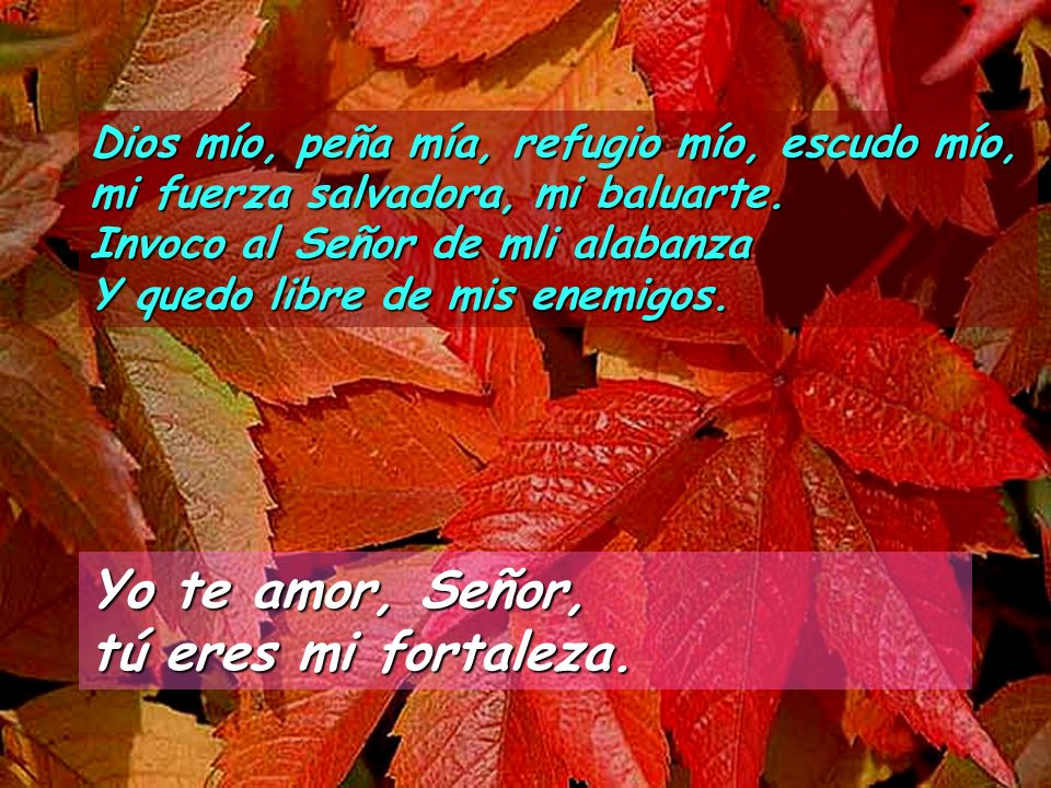 Yo te amor, Señor, tú eres mi fortaleza.