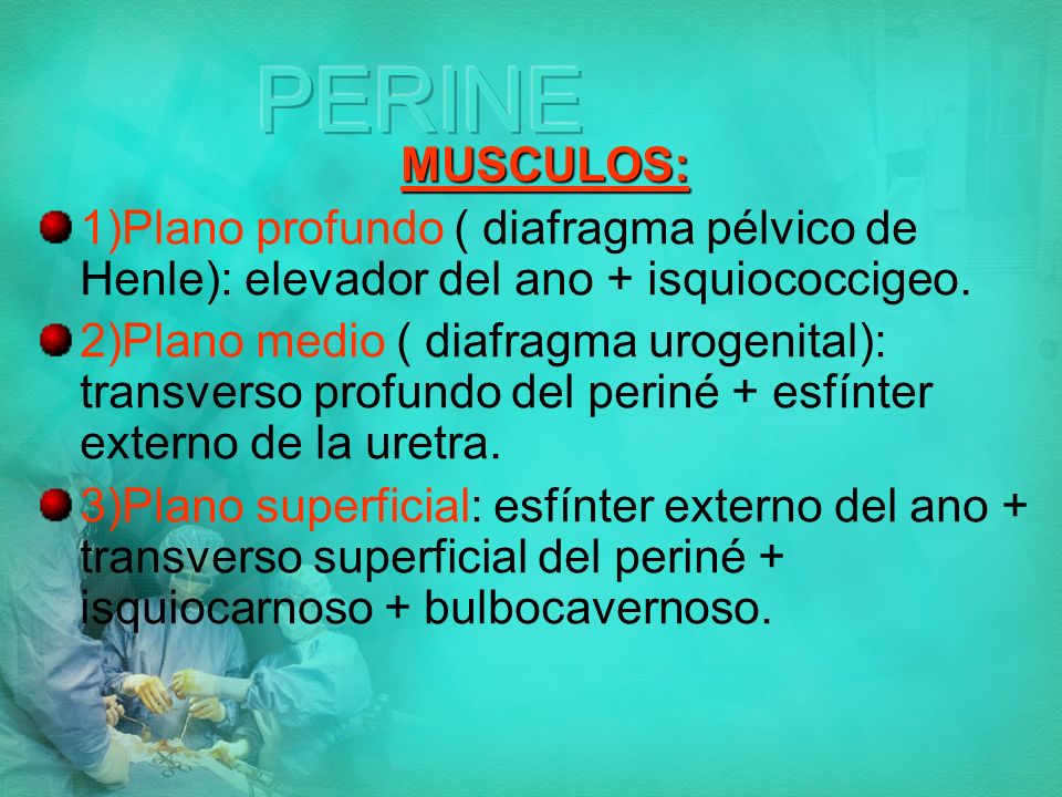 PERINE MUSCULOS: 1)Plano profundo ( diafragma pélvico de Henle): elevador del ano + isquiococcigeo.