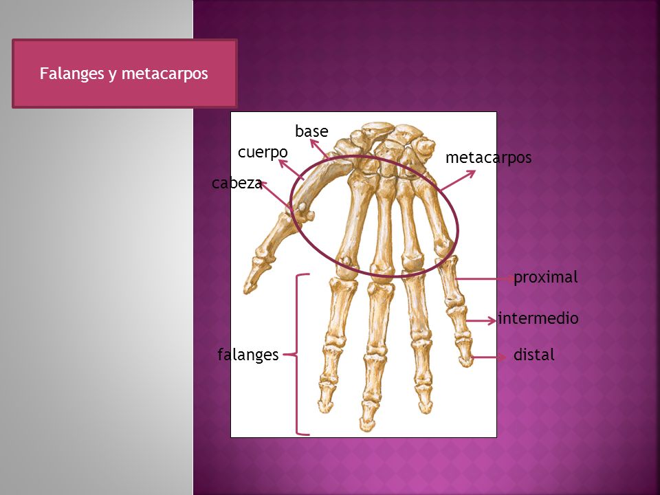 Falanges y metacarpos base cuerpo metacarpos cabeza proximal intermedio falanges distal