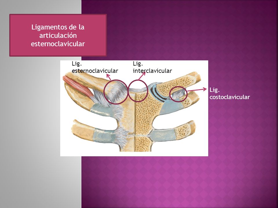 Ligamentos de la articulación esternoclavicular