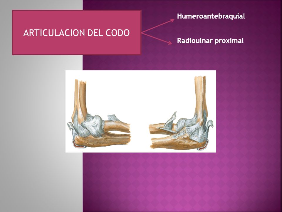 ARTICULACION DEL CODO Humeroantebraquial Radioulnar proximal