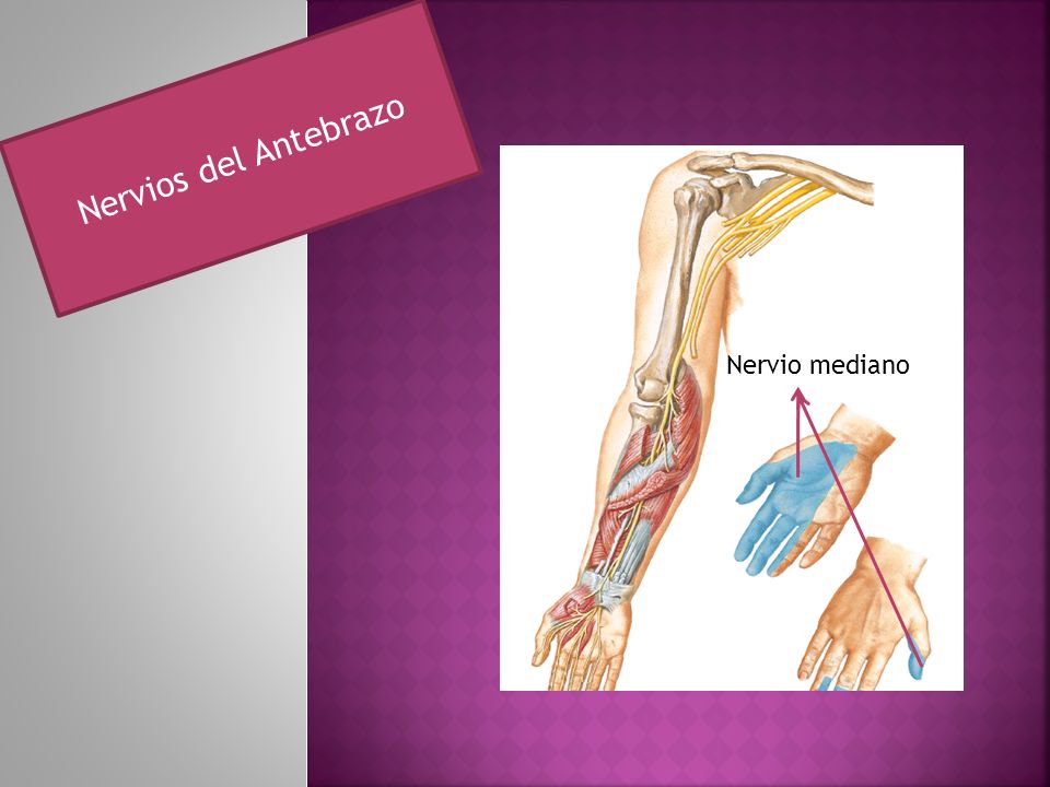 Nervios del Antebrazo Nervio mediano